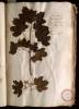  Fol. 10 

Aceris species. Acer Campestre. Carpinus Gazae. Ornoglossum aliis. Opium. Caprinos. Zigia Theoph.